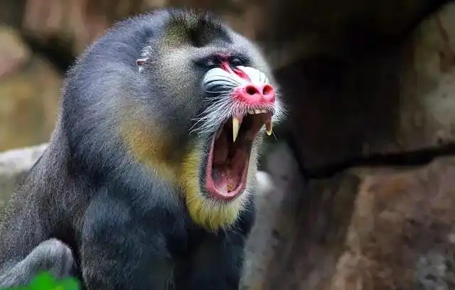 它被称为"鬼面狒狒",猴子中的战将!宁遇豺狼不遇山魈是真的!