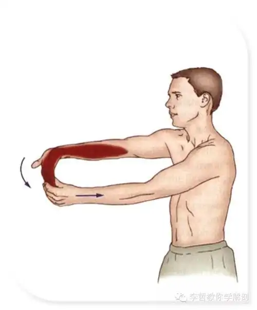 7喙肱肌拉伸6肱肌拉伸5肱二头肌拉伸4三角肌后束拉伸3三角肌外侧束拉