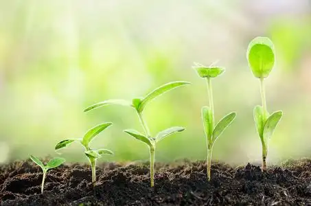 在具有天然绿色背景的肥沃土壤上,用手培育和浇水以萌发顺序生长的