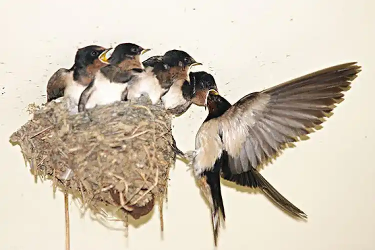 巢中的乳燕图片_巢中的乳燕高清图片_全景视觉