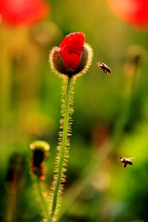 花卉—虞美人 2021-02-19 拍摄于宏城公园