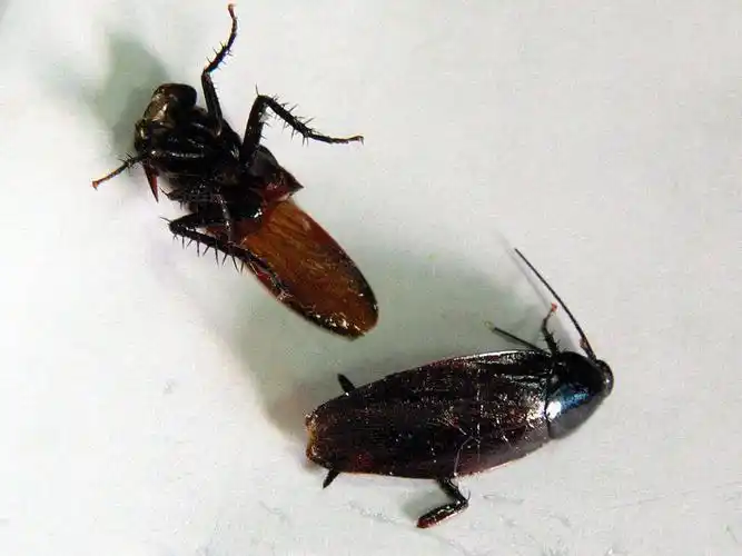 98#蟑螂# #蟑螂怎么消灭最彻底小妙招# #北方女孩在广州被蟑螂折磨