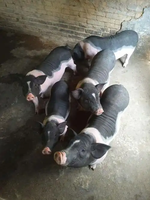 《广西大邦牧农业有限公司》主营业务:生态草猪,陆川