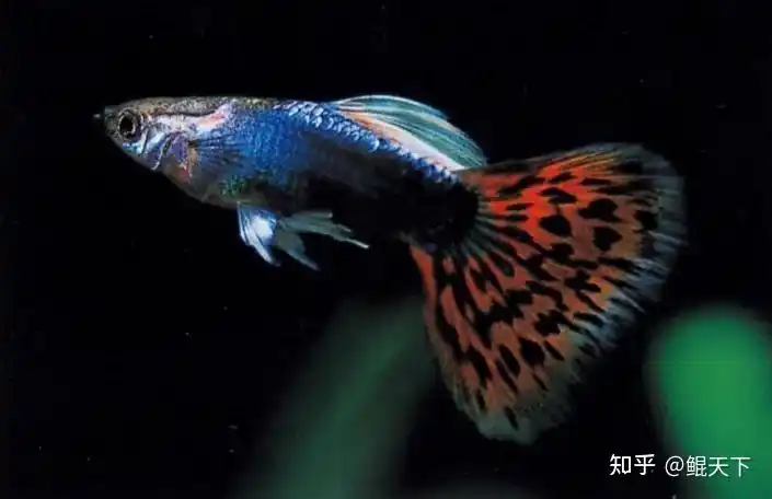 孔雀鱼谱系之马赛克孔雀鱼