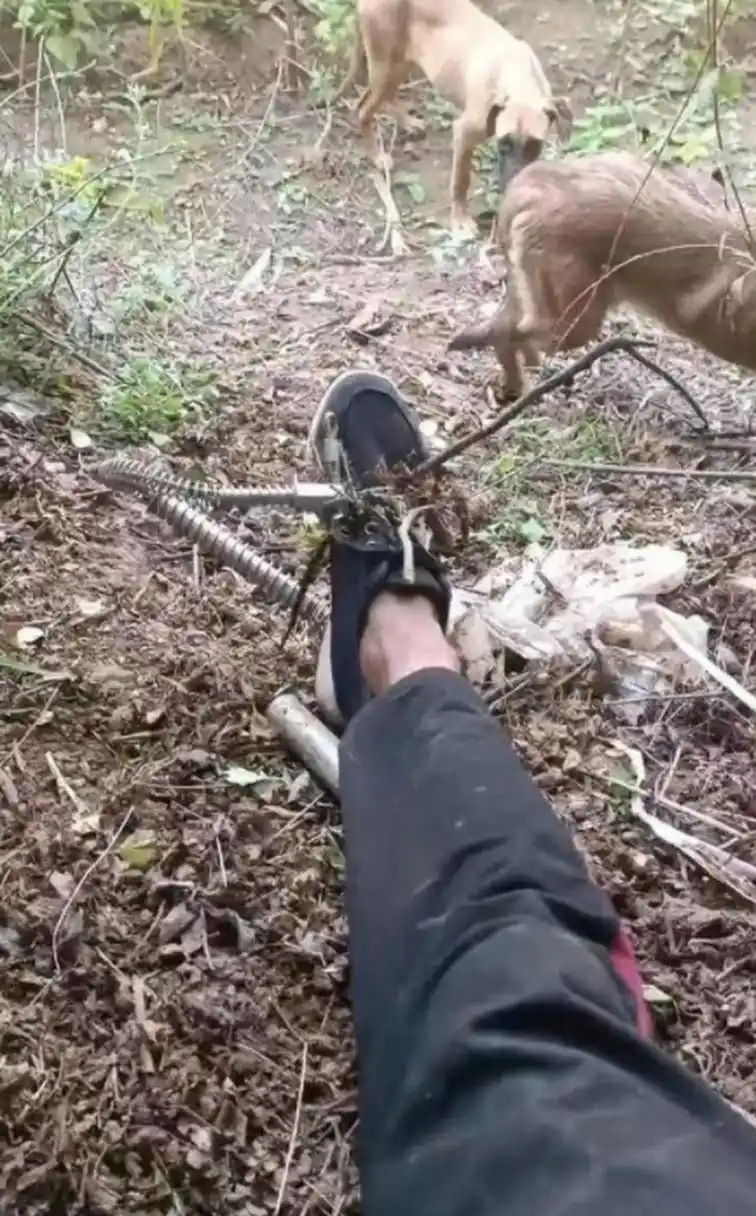 没套住野猪,把自己套住了[抠鼻]