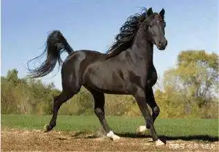 在三国时期,同为名马的赤兔和的卢分别是什么品种的马?