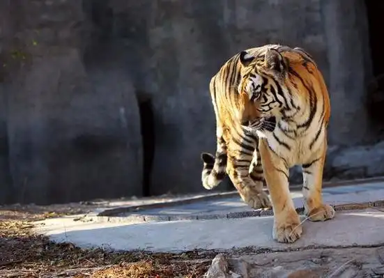 世界最大的老虎780公斤