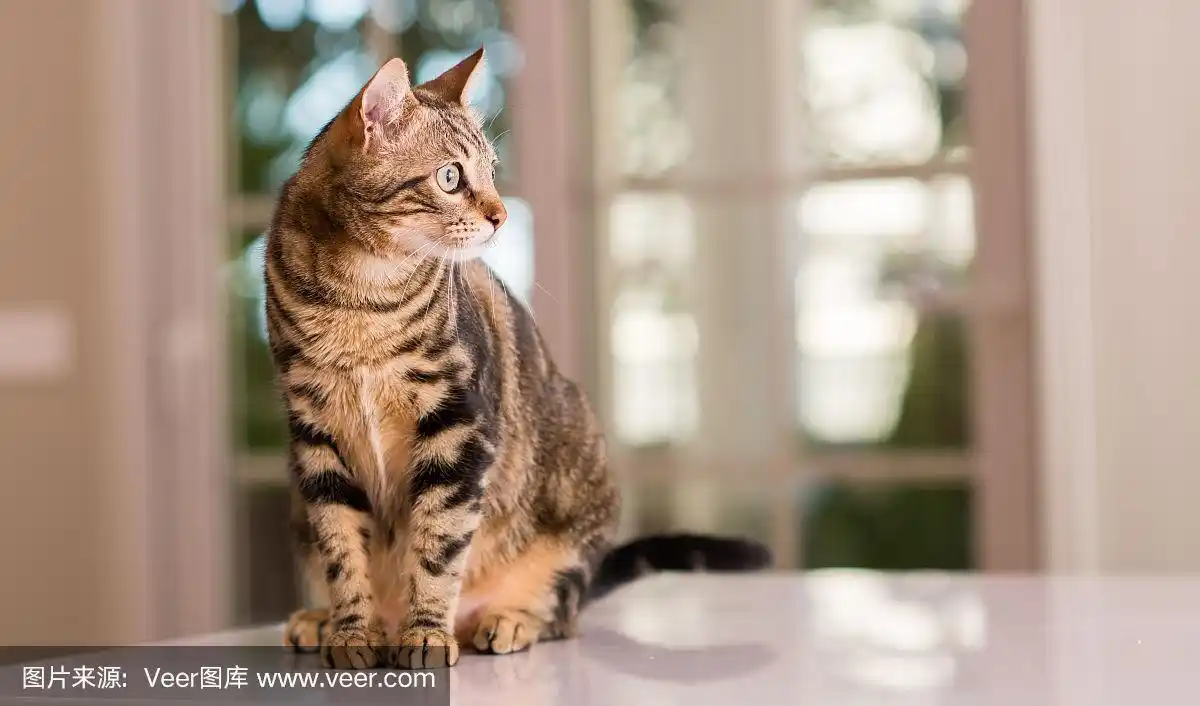 美丽的小猫家养动物在家里