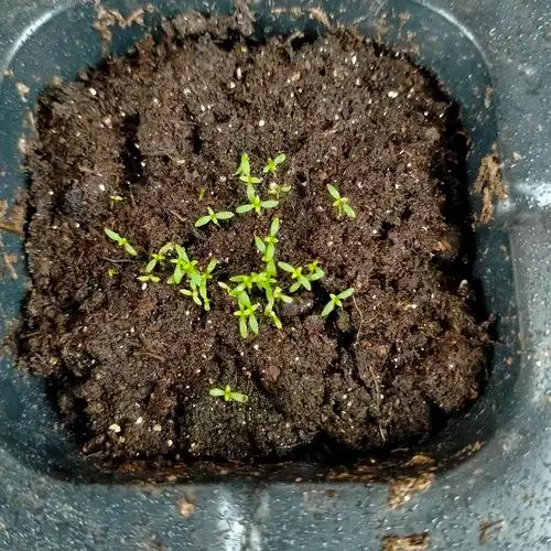 记录播种满天星