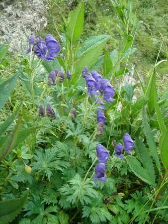 乌头的养殖方法,乌头种子栽培种植技术