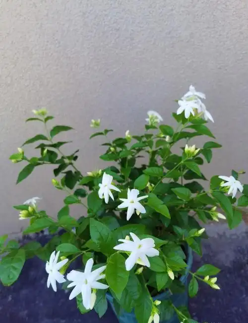 茉莉花界的"香气之王"—笔尖茉莉,好养还爱开花,一花香一室-舞儿网