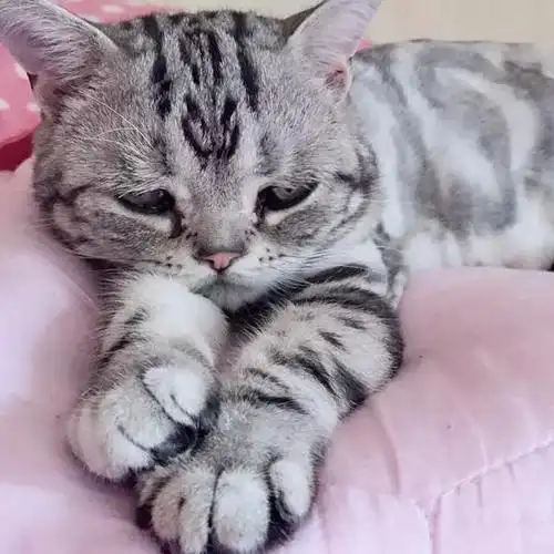 委屈猫走红网络卖萌可怜画面激萌