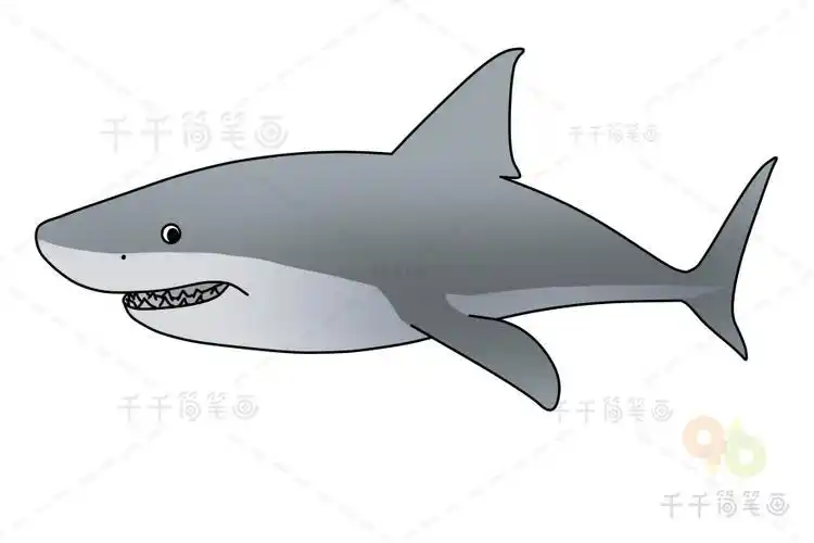 白鲨简笔画教程贝类简笔画图片大全及画法步骤凶猛大白鲨简笔画凶猛的