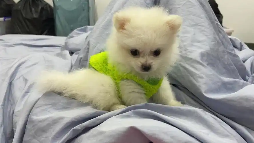 超小体俊杰茶杯犬