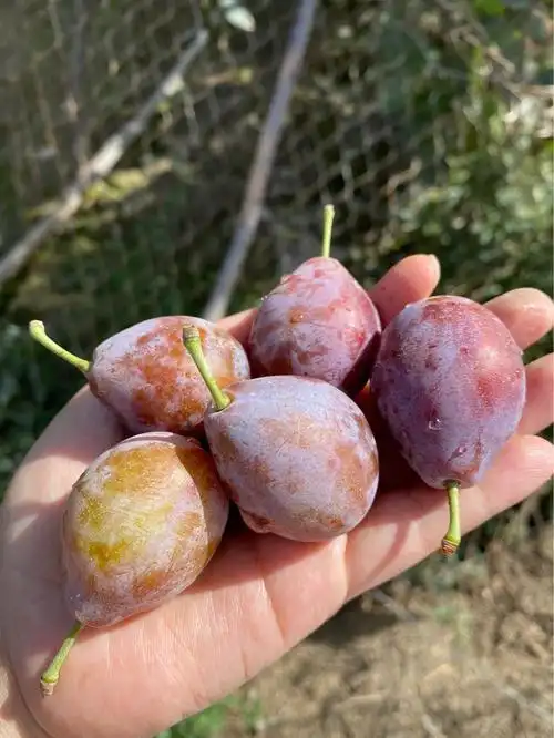 新鲜西梅