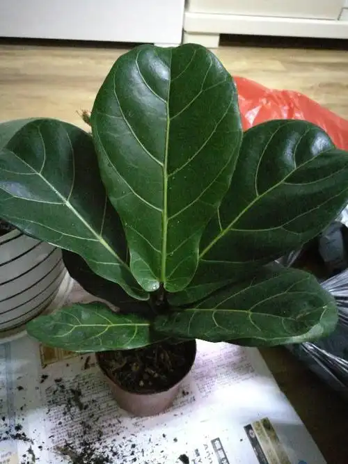 这个每一片叶子都像一个小扇子的是什么植物