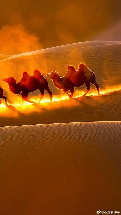 骆驼犹如敦煌神话中走出来的灵兽～沙漠的水源十分难得如果遇到一定不