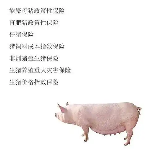猪肉大涨背后 养猪户不知道的保障