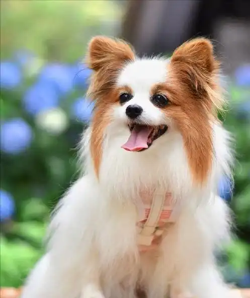 蝴蝶犬的5大特点,看完你是爱还是不爱呢?