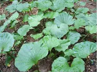 青天葵主治润肺止咳清热解毒