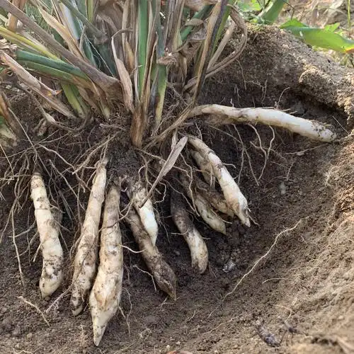 广东东竹芋粉纯正东京薯丸潮汕凉薯菱薯冬笋其它干货