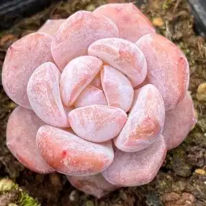 冰橙 一物一拍 精品多肉植物稀有景天 阳光雨露多肉