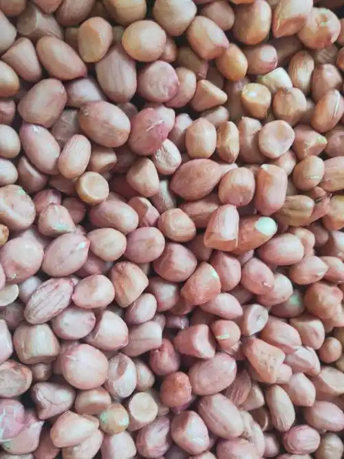 河南太康县带壳花生今日价格_百科-8s新商盟