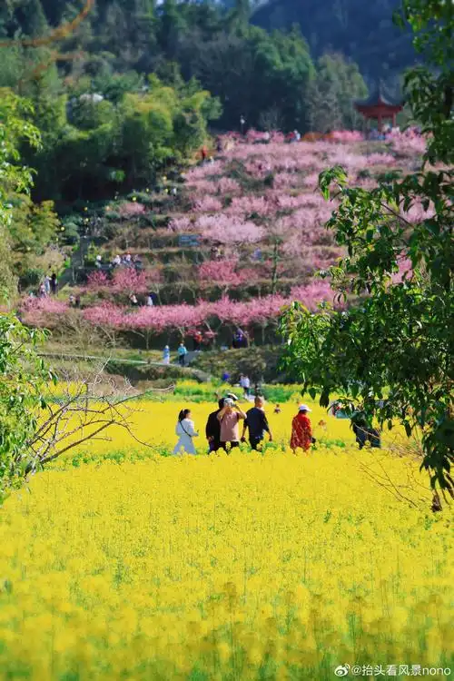 藏在花田里的西递古村~  四面环山的安徽西递古村,一直有着"桃花源里
