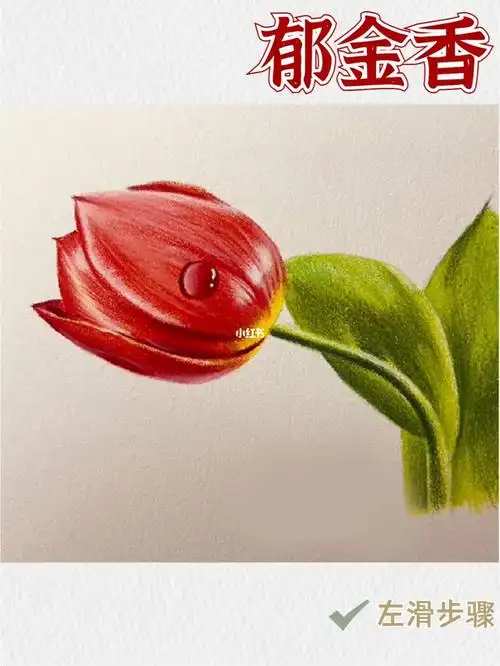 彩铅郁金香过程步骤图