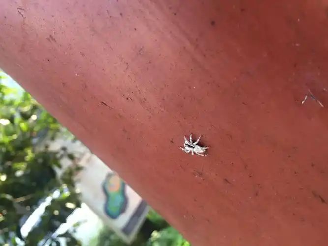 这是什么蜘蛛?白色的还有毛?