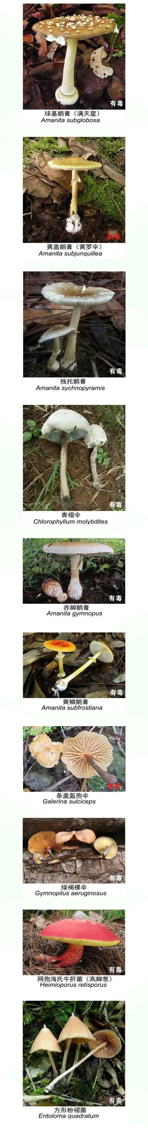 千万不要采摘误食!云南有毒野生菌种类最全识别,请收藏