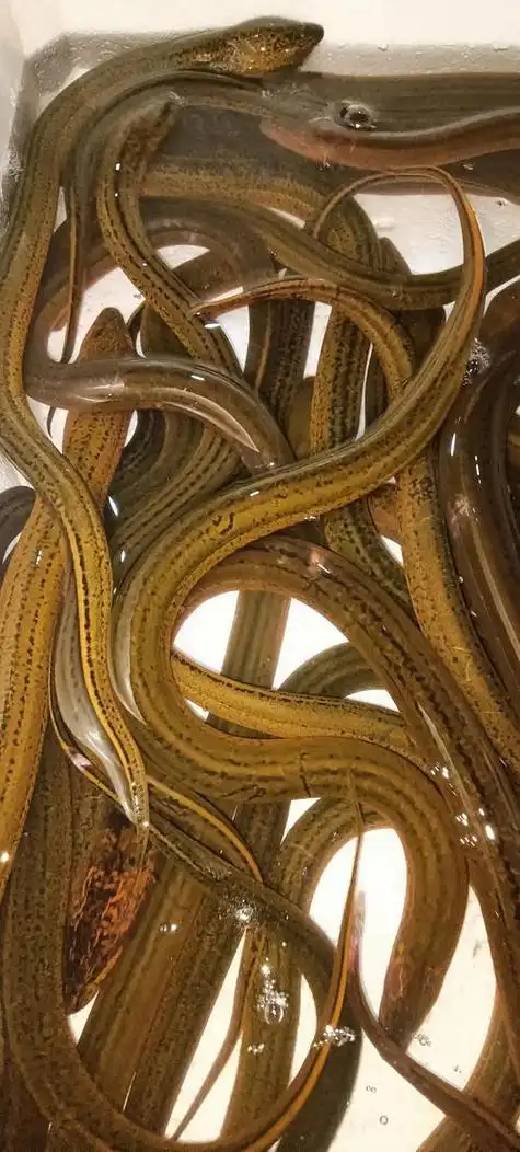 5米重达36斤,呈红色碗口粗|黄鳝|水蛇|蝌蚪|浙江省_网易订阅