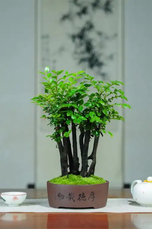 小叶紫檀盆景紫砂绿植四季常青室内茶几办公桌书房客厅黑骨茶盆栽 原