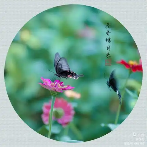 你若盛开,花香蝶自来