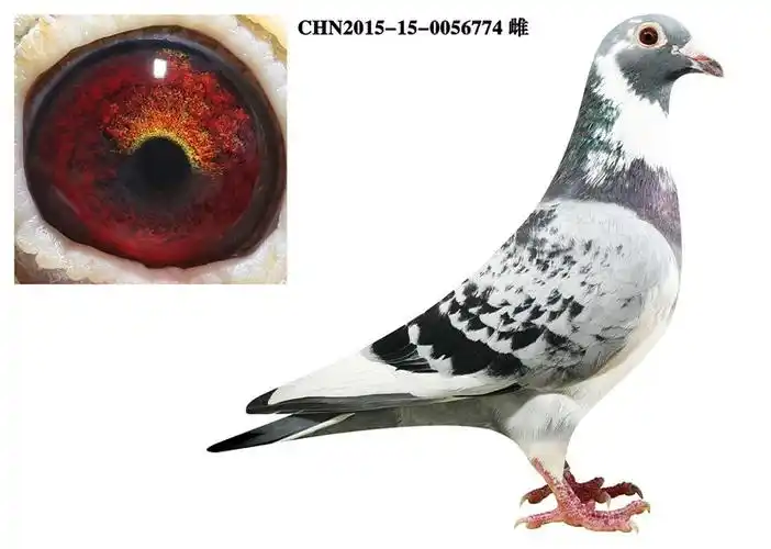 14 ,庆国父子"杨阿腾多利"精品种鸽 保证金级 拍卖