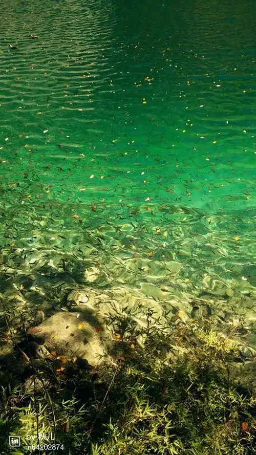 水至清,亦有鱼!