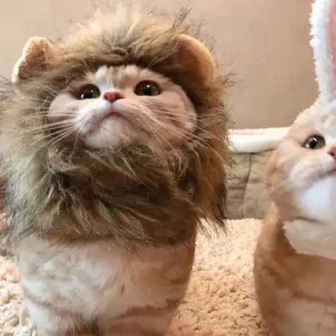 动物姐妹头像大全 动物头像图片大全 -【爱个性】