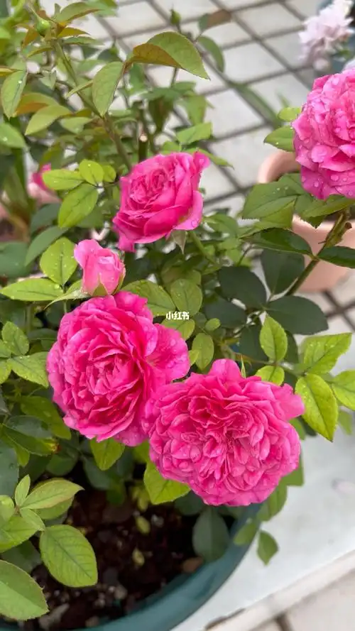 612日艾弗的玫瑰