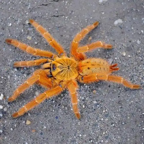 12cm橙巴布含套餐爬虫宠物蜘蛛活体非洲烈阳橙巴布c8幼苗214cm亚成