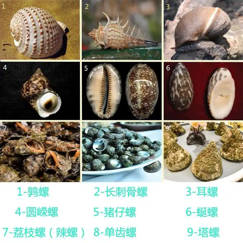 深圳周边赶海或浮潜常见的海螺 记录在深圳惠州赶海经
