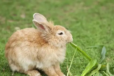 原创兔子爱吃进口牧草不是崇洋媚外主要还是加工工艺问题