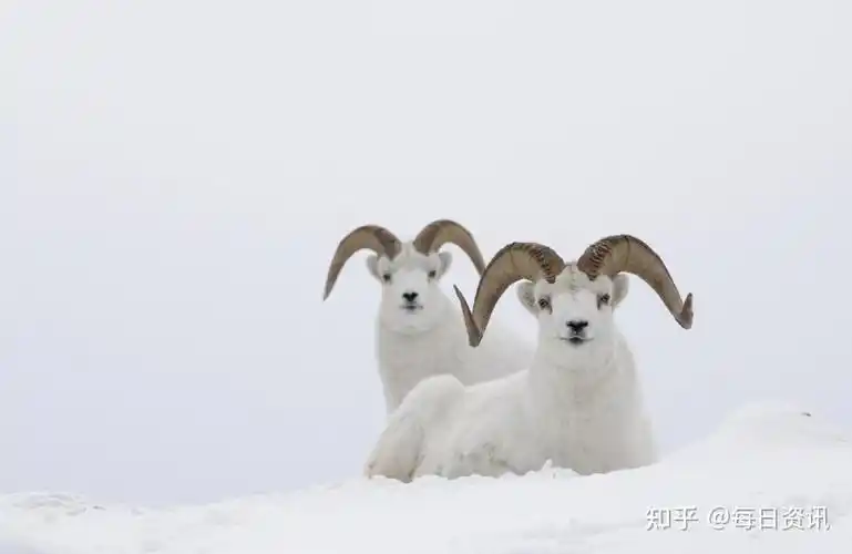 2022年属羊的财运怎么样2021年属羊的运势和财运