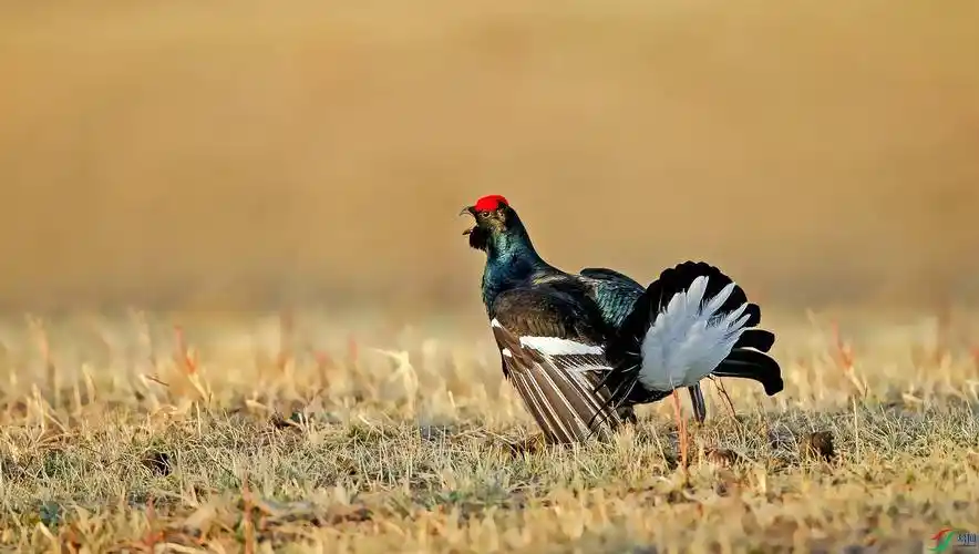 新疆黑琴鸡,是国宝,吃不得_野鸡_阿尔泰_环境
