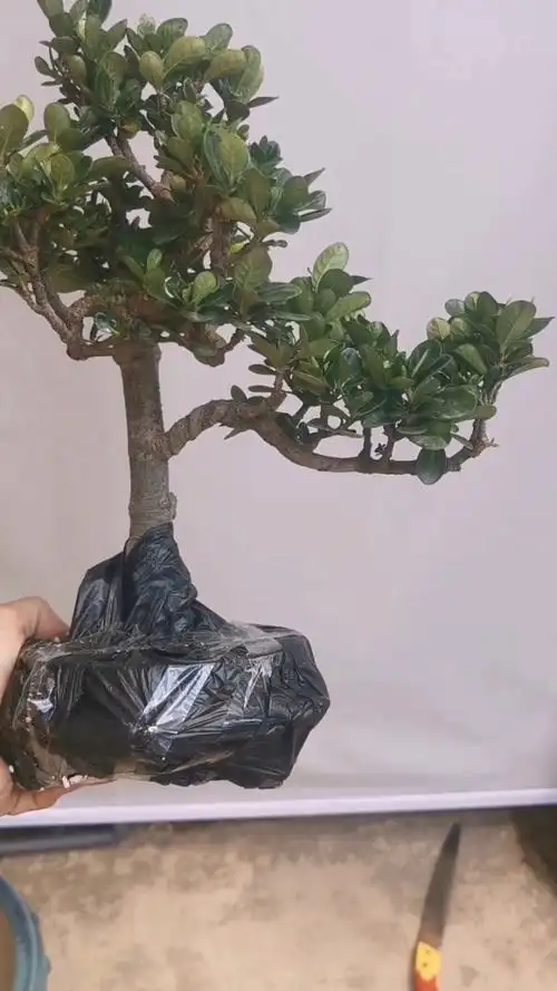 来咯,来咯———"达摩"栀子花!