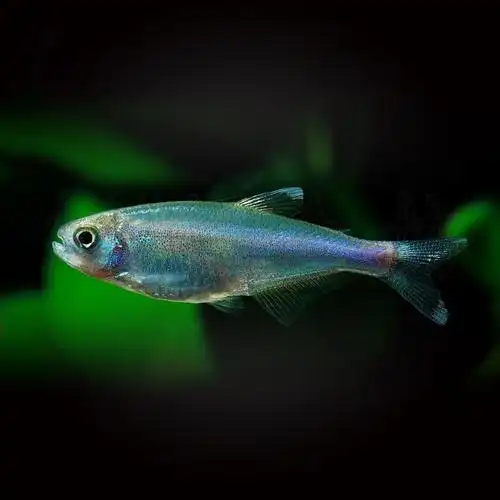 灯鱼热带鱼刚果可爱活体观赏鱼蓝灯蓝色游鱼淡水鱼
