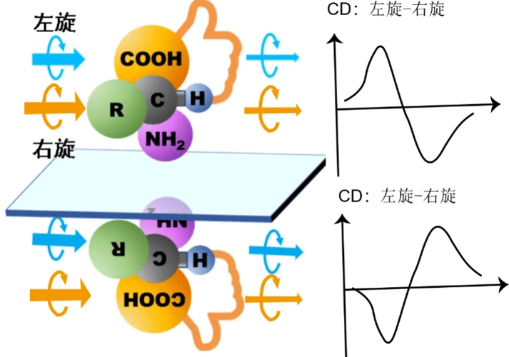 圆二色谱生物大分子表征实验服务