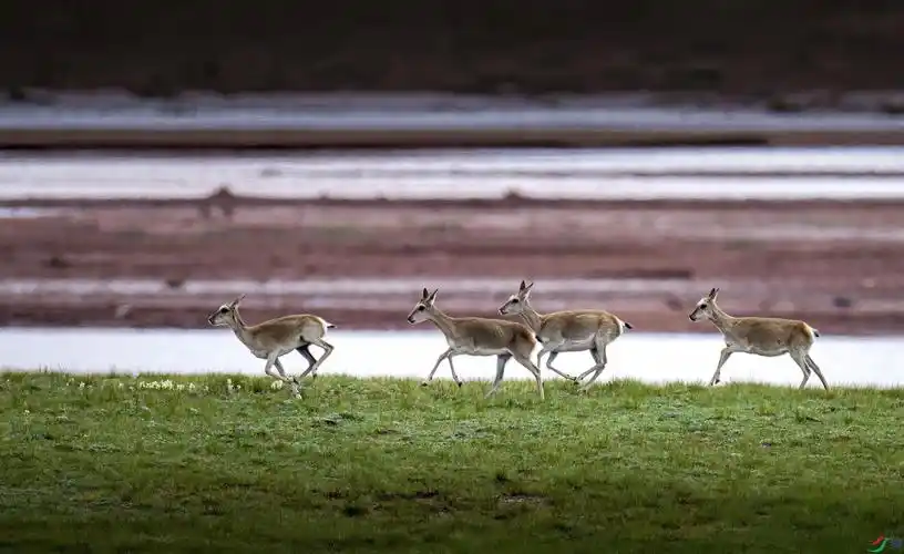 奔跑藏羚羊