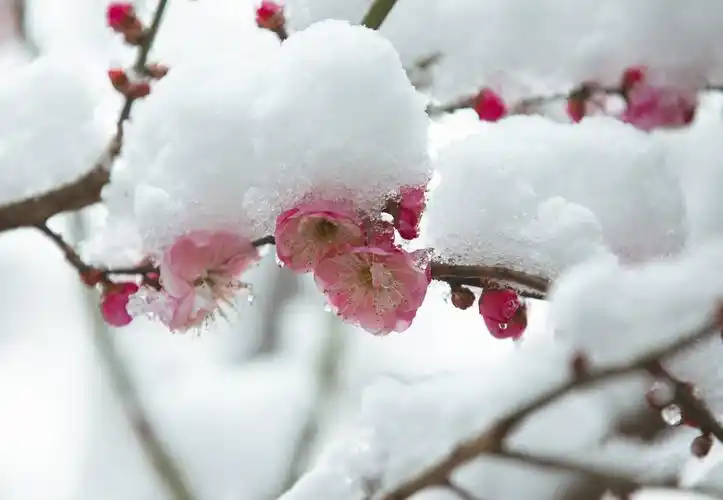 红梅傲雪迎春来