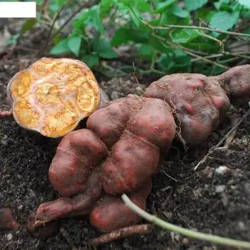 何首乌新鲜何首乌中材何首乌苗鲜赤首乌首乌500克 新鲜何首乌2斤