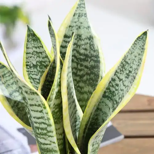 金边虎皮兰新房吸甲醛多肉植物防辐射室内花卉绿植盆栽高矮虎尾兰